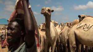 You can enjoy these types if you want to experience a soft note of the original taste and take advantage of a lighter, less harmful cigarette. Somali Camel Traders Pay The Price Of War In Yemen Somalia News Al Jazeera