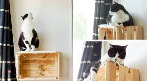 Envie De Fabriquer Un Arbre A Chat Mural Mais Comment Faire Quand On Ne Peut Pas Faire De Trou Ni Coller Definitivem Arbre A Chat Fabriquer Arbre A Chat Chat