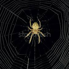 You can also upload and share your favorite spider web backgrounds. Dangerous Spider Web Background At Night Stock Photo C Alinamd 6766694 Stockfresh