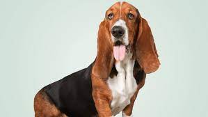 Why Dogs Have Floppy Ears Mental Floss