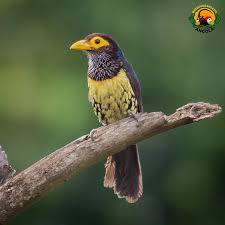 Image result for Aneilema aequinoctiale