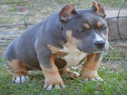 American pit bull terriers exude strength and agility. Tri Color American Bullies Facts You Need To Know About This Bully Breed American Bully Daily