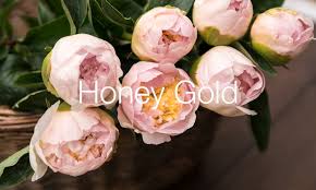 There are 50028 peony flowers for sale on etsy, and they cost €11.18 on average. Peony Cut Flowers