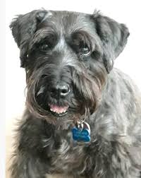 What is a teacup miniature schnauzer? Happy Tails Msrnt Miniature Schnauzer Rescue Of North Texas