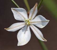 Image result for Stenostelma capense