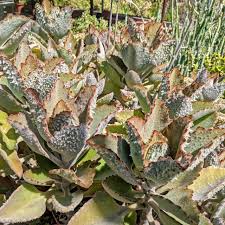 Image result for Kalanchoe brachyloba