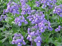 Image result for Nemesia fruticans