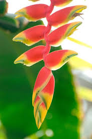Pin On Gardening And Landscape