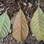 Image result for Petersianthus macrocarpus