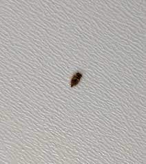Die weibchen bilden tausende eier aus, die auf den boden fallen und sterben danach noch in der haut des wirtstieres. Was Ist Das Fur Ein Insekt Unter Meinem Bett Gesundheit Insekten Schadlinge