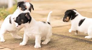 Hundewelpen sind bei geburt zahnlos. Ihr Welpe Beisst So Trainieren Sie Die Beisshemmung