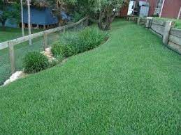 Empire Zoysia Zoysia Grass Outdoor Landscaping Sloped Yard