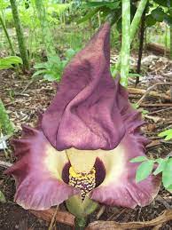 Top 10 Strangest And Most Amazing Flowers In The World Topteny Com Strange Flowers Flower Beauty Most Beautiful Flowers