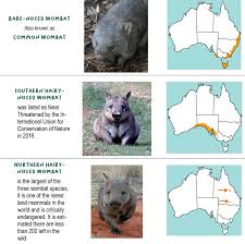 Image result for Common wombat