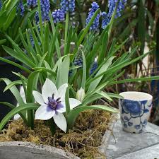 Image result for Tinnea coerulea