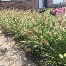 Where temperatures get colder than zero degrees f, the plants should be treated as annuals. Pennisetum Alopecuroides Little Bunny Lampenpoetsersgras Online Kopen Plantbezorgd