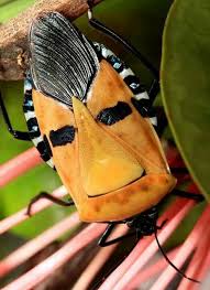 This Beetle Seriously Looks Like Bert From Sesame Street Funny Animal Pictures Stink Bugs Funny Animals