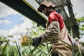 Brazil far more dangerous than ecuador. Protecting Biodiversity In The Cultivation And Processing Of Pineapples And Bananas