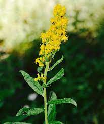 California Goldenrod At Lake Margaret 8 7 16 Goldenrod Flower Wild Flowers Plants