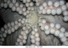 So we have the same quantity of water in a larger chamber, which means the pressure is reduced, generating suction. Octopus Suction Cups Stock Photo Alamy
