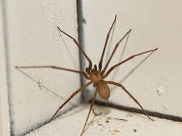 You may not know how to deal with them or get rid of them. How To Treat A Spider Bite What Spiders Bites Are The Most Dangerous