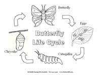 The life cycles of aedes and culex mosquitoes, from egg, to larvae, to pupae, to adult. Coloring Pages Butterfly Life Cycle Butterfly Coloring Page Life Cycles