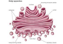 Version 3 (look carefully at the image). Golgi Apparatus Or Golgi Complex Functions And Definition