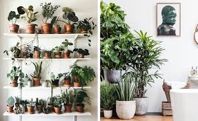 Cuidar De Plantas E Uma Boa Opcao Para Tratar A Depressao Casa Com Br