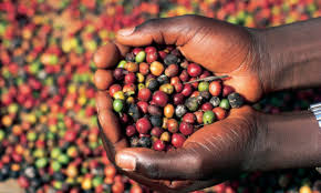 The uganda coffee development authority is a government agency mandated to promote and oversee the coffee industry by supporting research,. Uganda Coffee Archives Towerpostnews