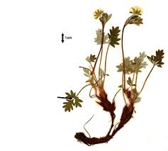 Image result for Nolletia arenosa