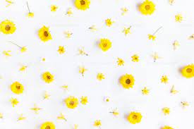 Flowers Composition Pattern Made Of Chrysanthemum Flowers On White Chrysanthemum Flower Composition Pattern White Background