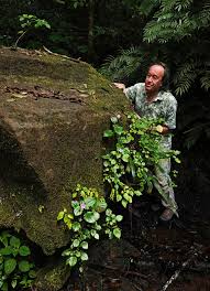 Image result for Calvoa orientalis