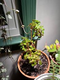 Image result for Sida dregei