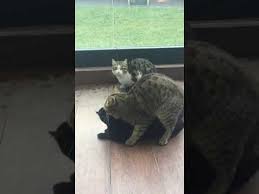 Erkek Kedilere Sirnasan Kizginlik Donemindeki Disi Kedi Sevisgen Kediler Youtube