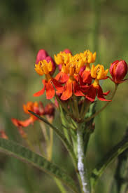 Image result for Asclepias curassavica
