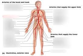 15 diagram of main arteries. Arteries Diagram Quizlet