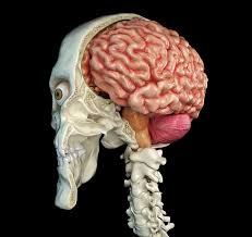 Also seen in this image is a volkmann's canal. Human Skull Mid Sagittal Cross Section Photograph By Leonello Calvetti