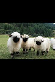 I would recommend black faced sheep to anyone who is looking for a beautiful, one of a kind cross. Black Faced Sheep So Cute Animal Planet Black Faced Sheep Animals