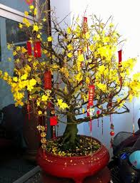 The ochna integerrima inside south has actually another definition. Pin On Tet Vietnamese Lunar New Year