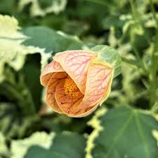 Image result for Abutilon pycnodon