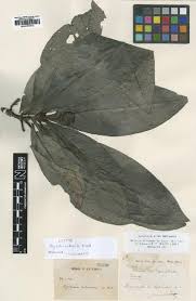 Image result for Landolphia letestui