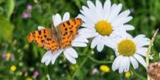 Gambar flora dan fauna di indonesia atau gambar tumbuhan dan hewan di indonesia. Guru Berbagi Flora Fauna Dan Alam Benda
