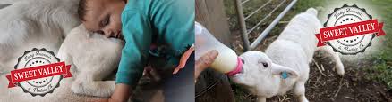 Animals are clean and healthy. Baby Animals Petting Zoo Parties