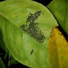Many types of bugs are small and black, if they are biting bugs they can be annoying and a health hazard. Insect And Spider Identification Tiny Black Insect Eggs On Fruit Tree 1 By Loveforests