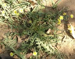 Image result for Launaea