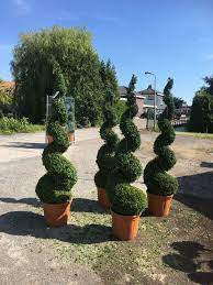 It is a matter to successfully integrate artificial spiral trees into your landscape. Buxus Spiral 180cm 6ft New Leaf Topiary