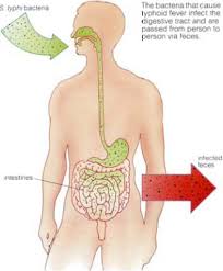 Bakteri ini biasanya ada dalam air yang terkontaminasi dengan feses dan bisa menempel pada makanan atau minuman yang kamu konsumsi. Blog Medical Articles 2011 Dr Indra K Muhtadi Dokter Plus