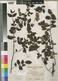 Image result for Bullockia setiflora