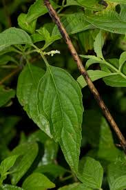 Image result for Hoslundia