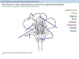 Distinguish between pollination, fertilization and seed dispersal in the reproduction of flowering plants. 9 4 Reproduction In Plants Ahl Ppt Download